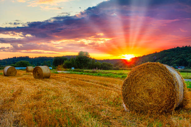 hay bale sunset - wheat sunset bale autumn imagens e fotografias de stock