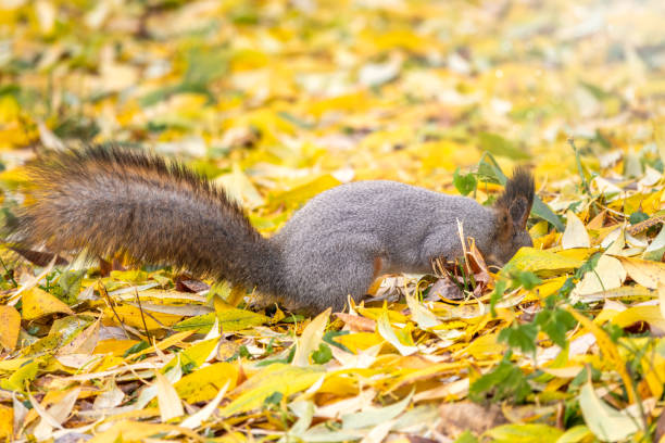istock Squirrel in autumn hides nuts on the ground with fallen yellow leaves 1185711565