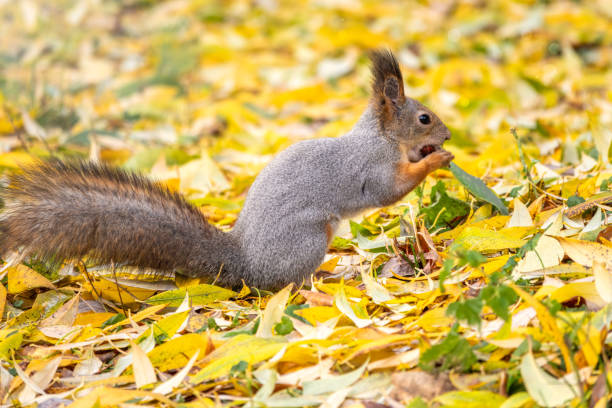 istock Autumn squirrel sits among the fallen yellow leaves. 1185711581