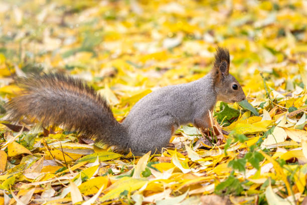 istock Autumn squirrel sits among the fallen yellow leaves. 1185711585