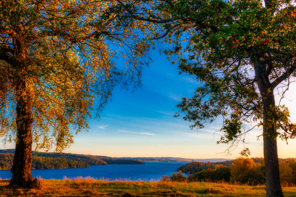 Morning over a great lake framed by trees
