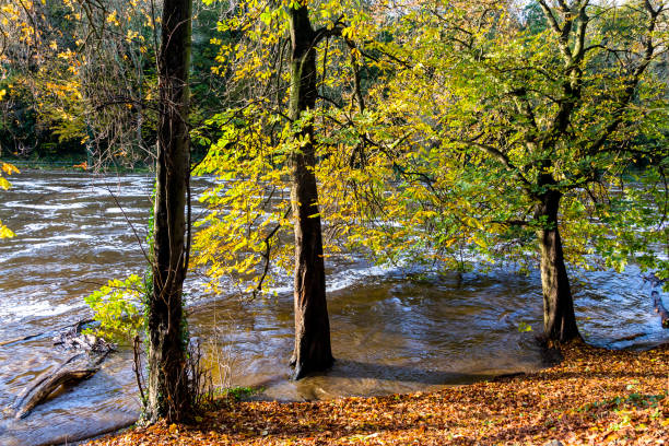 istock Golden Autumn Foliage on Riverbank 1185711791