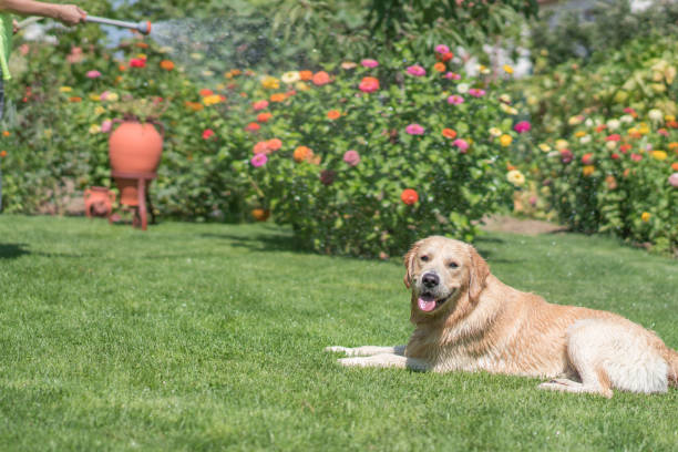 草の上に座ってゴールデンレトリバー犬