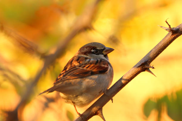 istock Detail house sparrow in nature 1185714063