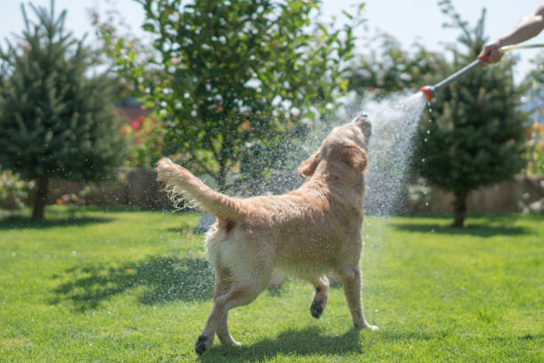 istock Happy dog playing with water in backyard 1185714283