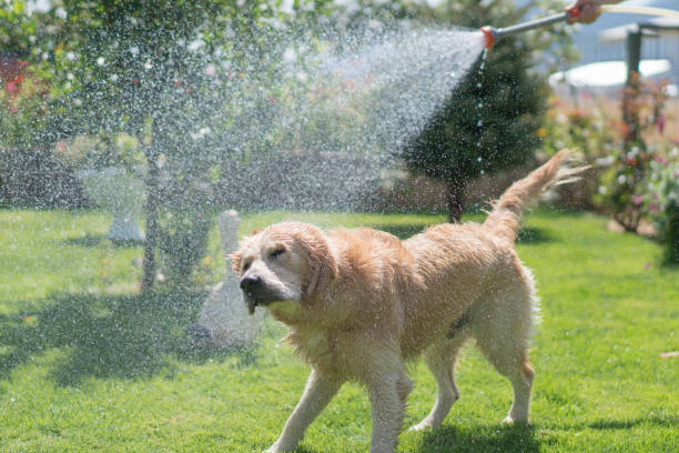 istock Happy dog playing with water in backyard 1185714653