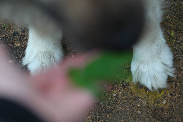 istock dog nose sniffs cannabis leaf  hemp 1185714728