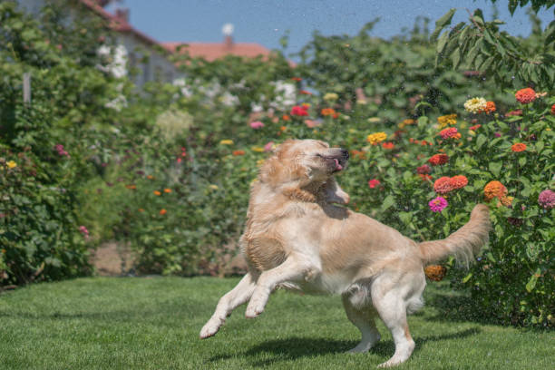 istock Happy dog playing with water in backyard 1185715322