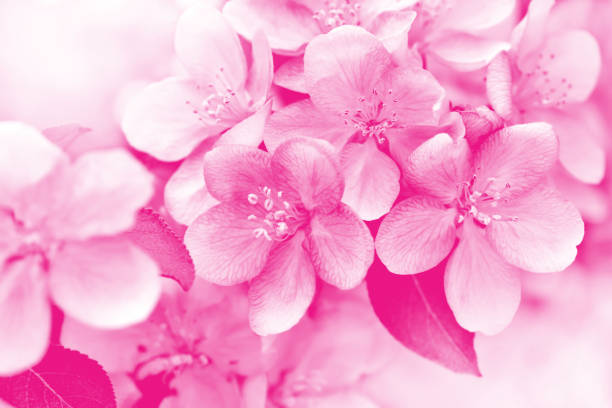 istock Apple blossom close-up 1185715415