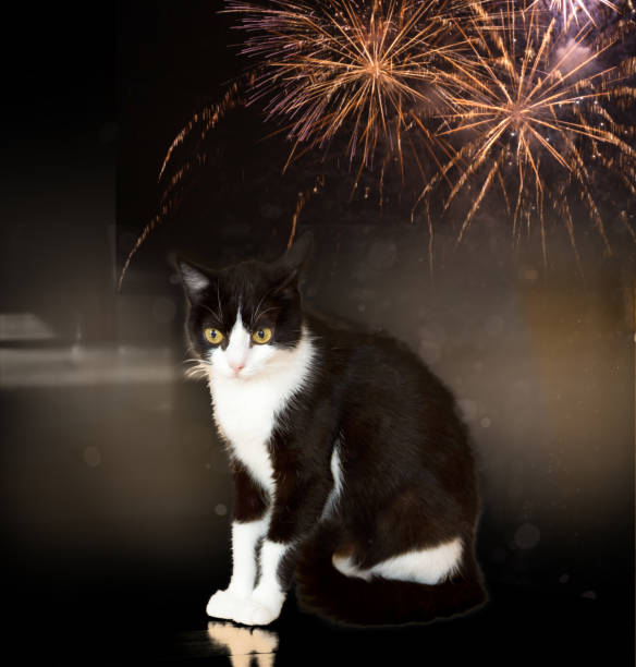 Cat afraid of loud noise. Fireworks are stress for pets and animals.  Firework light on background.