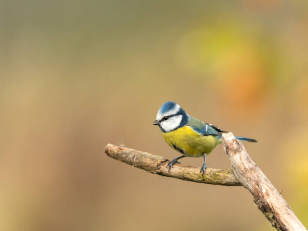 istock Beautiful nature scene with Eurasian blue tit (Cyanistes caeruleus). 1185715746