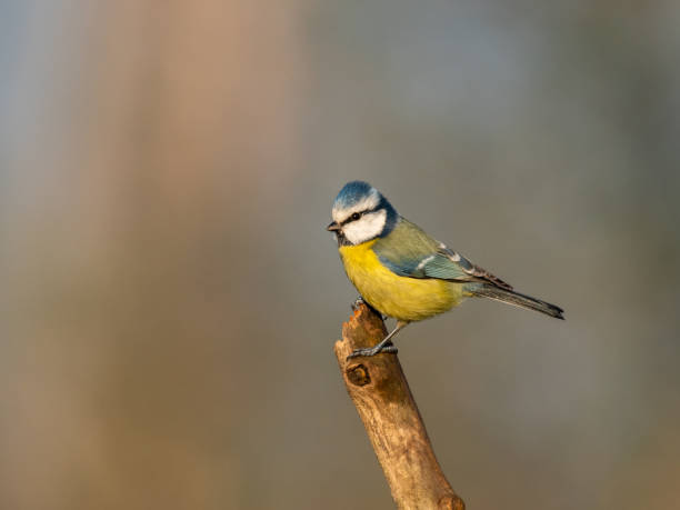 istock Beautiful nature scene with Eurasian blue tit (Cyanistes caeruleus). 1185715748