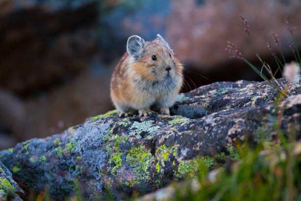 pika en rocks - ochotone photos et images de collection