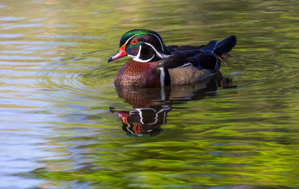 istock Wood Duck Beauty 1185718800