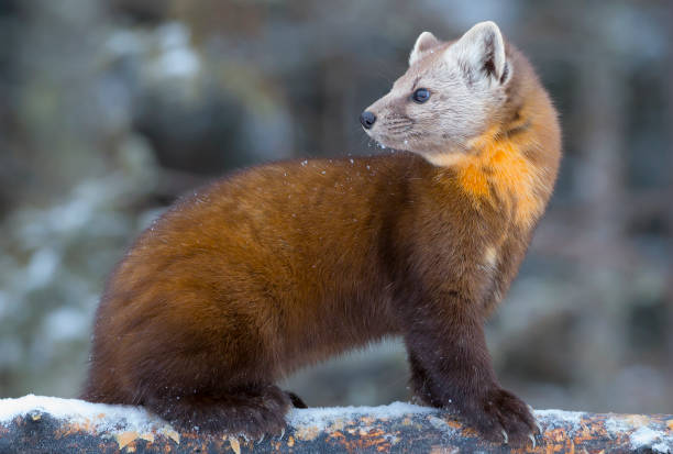 istock PINE MARTEN CLOSE UP 1185718860