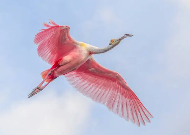 Photo of ROSEATE SPOONBILL