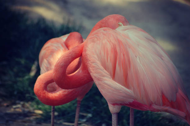 4,100+ Flamingo Camargue Stock Photos, Pictures & Royalty-Free Images -  iStock