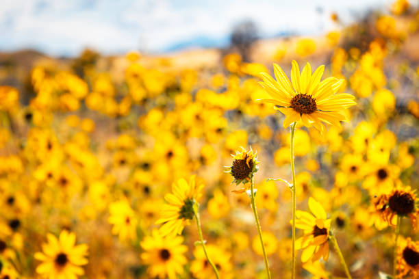 Selective focus on a single sunflower in a sunflower field