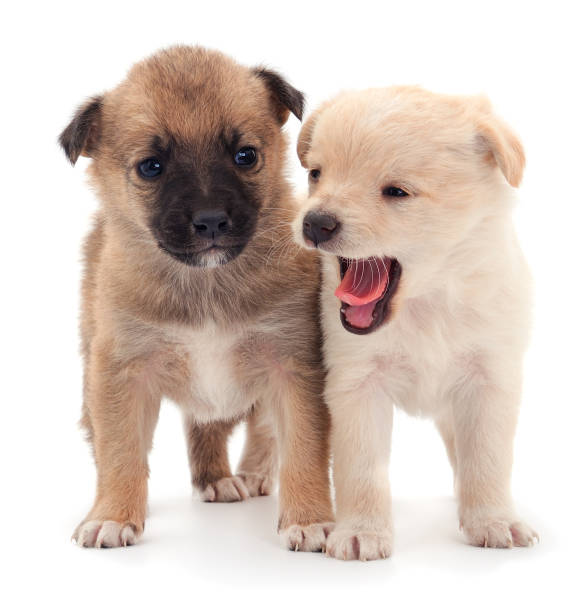 istock Two little puppies. 1185720734