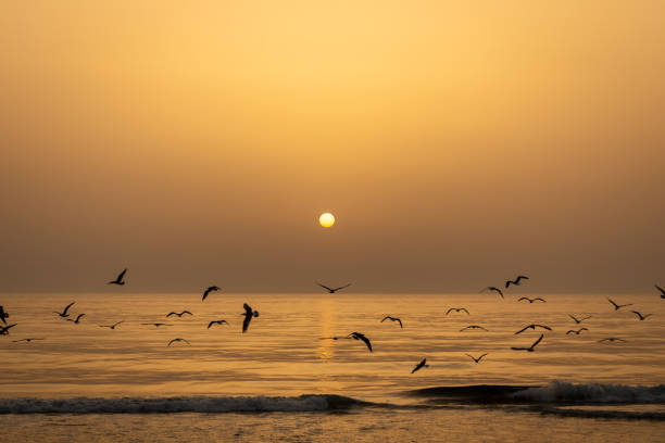 istock seagulls flying with sunset in the back 1185721700