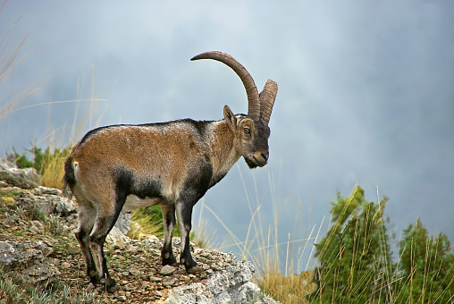 Male Hispanic goat at the top of the mountain, in the Natural Park of Cazorla, Segura and Las Villas.