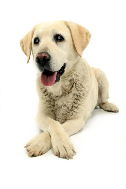 istock Studio shot of an adorable blind Labrador retriever 1185721994