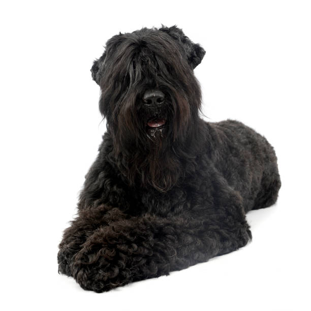 scatto in studio di un adorabile black russian terrier - russian shot foto e immagini stock