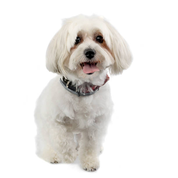 istock Studio shot of an adorable Havanese dog 1185722103