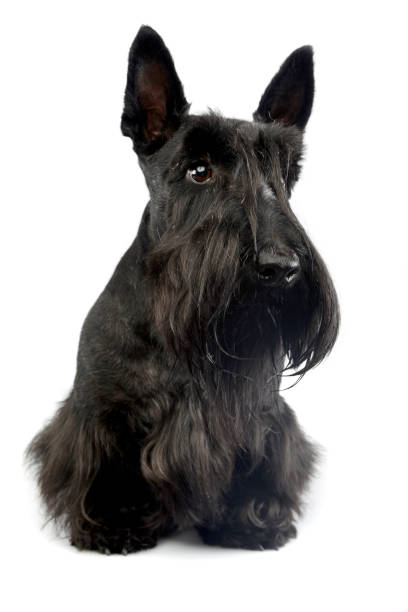 istock Studio shot of an adorable Scottish terrier 1185722156