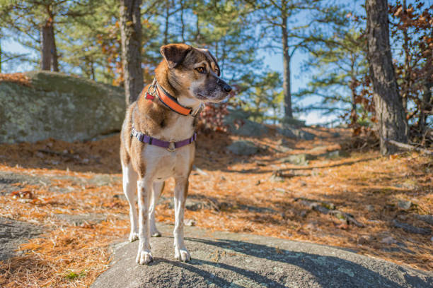Brown and white dog in a forest stock photo