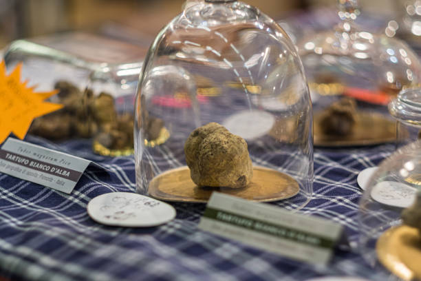 A white truffle of Alba on display stock photo