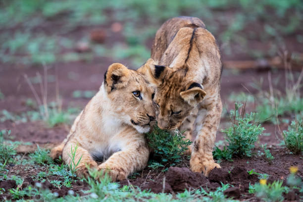 istock Lion cub in a game reserve 1185723396