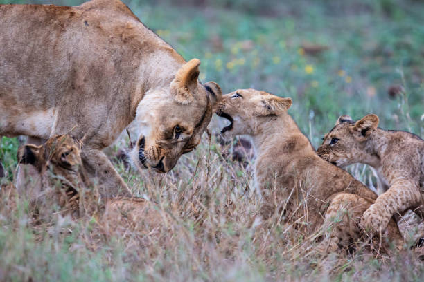istock Lioness and cub playing 1185723429