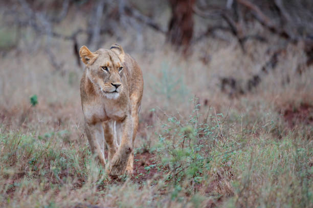 istock Lioness hunting in a game reserve 1185723492