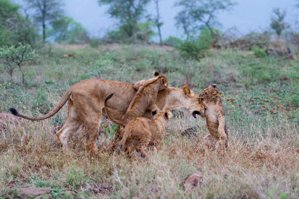 istock Lioness and cub playing 1185723493