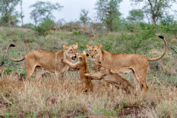 istock Lioness and cub playing 1185723538