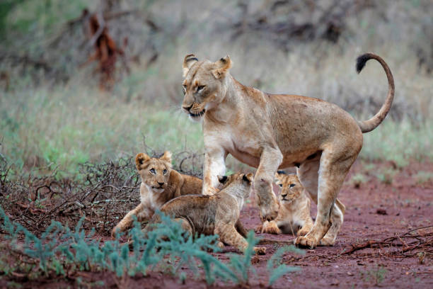 istock Lioness and cub playing 1185723547