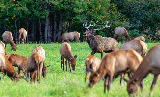 Bull Elk and his herd, North Bend Washington