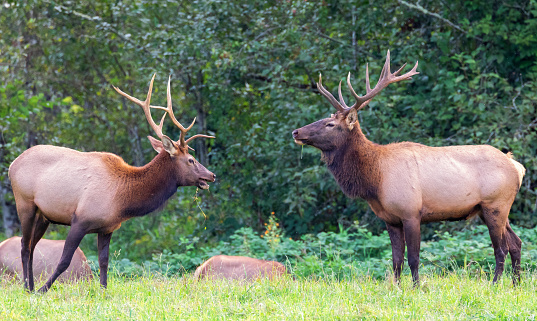 Two Bull Elk facing each other North Bend,Washington