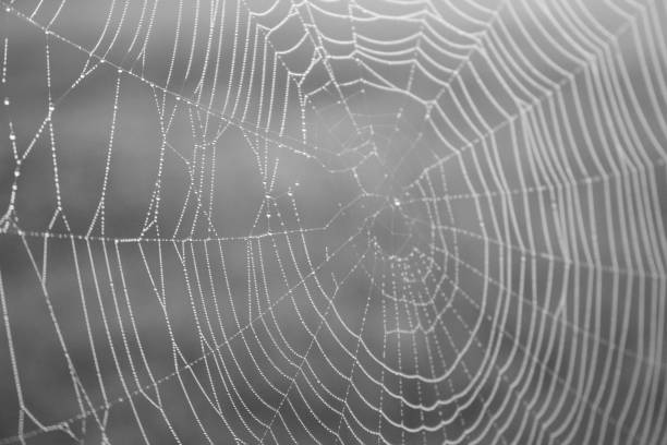 istock Spider web with water drops closeup. Spiderweb with dew on thread. Beautiful big spider net with drops in morning fog. Autumn nature close up. 1185723872