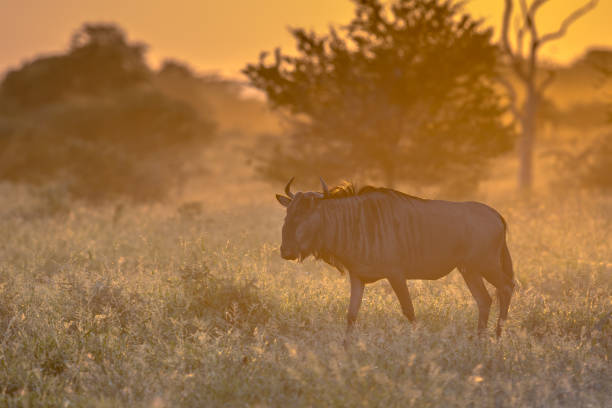 istock Savanna with wildebeest on S100 Kruger 1185723910