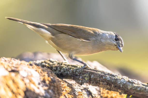 istock Eurasian blackcap on bright green background 1185723921