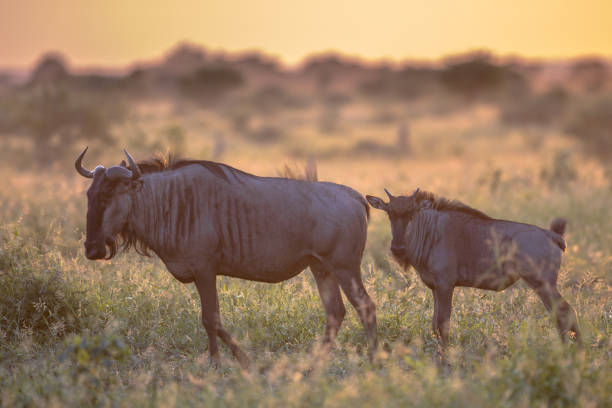 luce mattutina savanna orange con due gnu su s100 kruger - kruger national park sunrise south africa africa foto e immagini stock