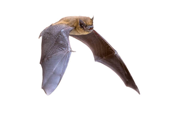 Flying Pipistrelle bat isolated on white background Flying Pipistrelle bat (Pipistrellus pipistrellus) action shot of hunting animal isolated on white background. This species is know for roosting and living in urban areas in Europe and Asia. echolocation photos stock pictures, royalty-free photos & images