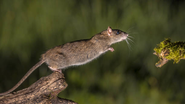 istock Wild brown rat starting to jump 1185724656