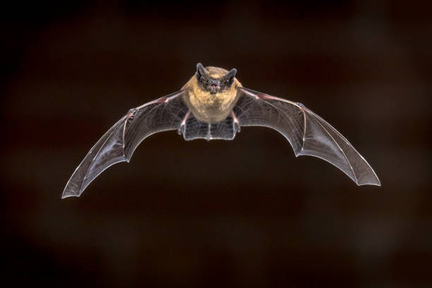 istock Flying Pipistrelle bat in front of brick wall 1185724773