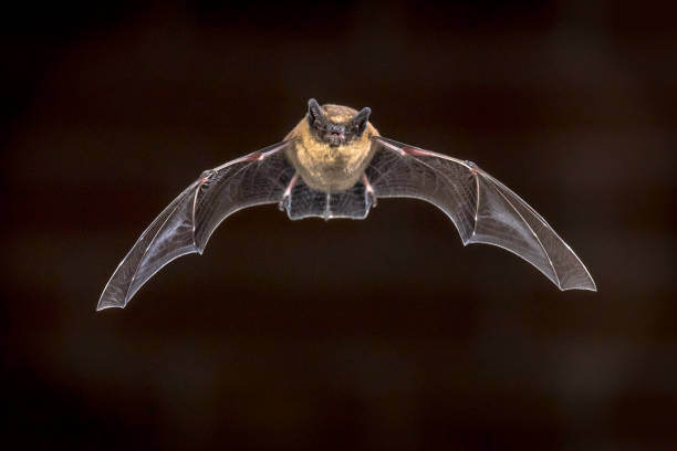 Flying Pipistrelle bat in front of brick wall Pipistrelle bat (Pipistrellus pipistrellus) flying on attic of house in front of brick wall in darkness. This species is know for roosting and living in urban areas. echolocation photos stock pictures, royalty-free photos & images