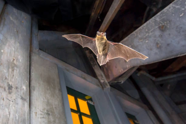 istock Pipistrelle bat flying inside building 1185724854