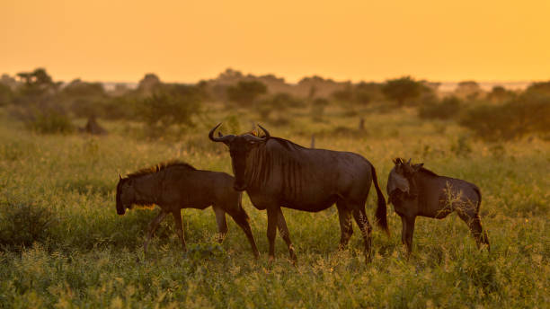 luce arancione savana con tre gnu - kruger national park sunrise south africa africa foto e immagini stock