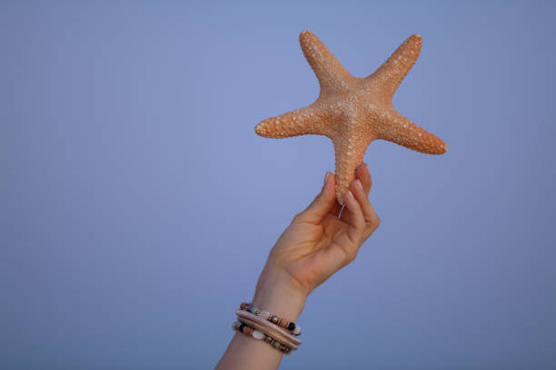 istock Closeup on starfish against sky at sunset 1185726273